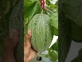 Pesona Melon hidrooponik grenhouse