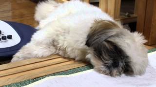 気持ち良さそうに寝ている我が家のシーズー犬レオ Shih Tzu dog Leo of my home that lies down comfortably