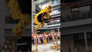 一气呵成一步到位 #醒狮文化 #liondance #国家级非物质文化遗产 #高桩醒狮