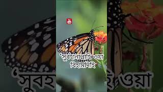 আল্লাহর অতিপ্রিয় দুটি বাক্য || Allah favorite two words || Islamic Insight