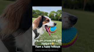 #kooikerhondje #コーイケルホンディエ #大谷翔平 #大谷の犬 #デコピン #犬のいる暮らし