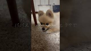 パパええモンくれたらオレ嬉しいで【ポメラニアン】#ポン太 #ポメラニアン #pomeranian #モフモフ #ペロリ