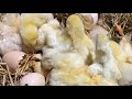 thiên nhiên và cuộc sống đang phát trực tiếp!gà nở 🐣 đêm #chicken #cute