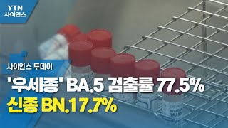 '우세종' BA.5 검출률 77.5%...신종 BN.1 7.7% / YTN 사이언스