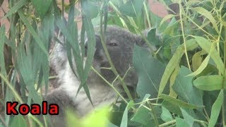 赤ちゃんコアラ１人でモグモグ\u0026スヤスヤ！Cute baby koala \