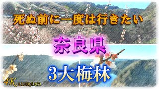 【奈良県三大梅林】4K 月ヶ瀬 広橋 賀名生