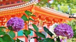 2023 東京　高幡不動尊　紫陽花が見頃になりました !!