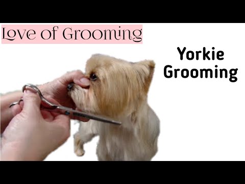 Grooming a Pet Yorkies Head Grooming a Pet Yorkies Head