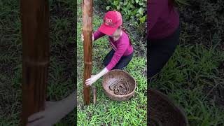 Survival Eel Trapping Skills With Snails For Huge Eel Fish