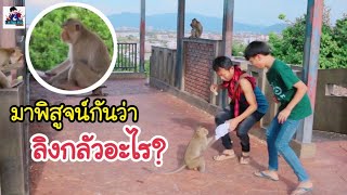 ลิงเขาสามมุข​ กลัวอะไร? มีกี่ฝูง?คลิป​นี้มีคำตอบ