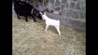 GOATS JUST WANNA HAVE FUN - WELCOME KIDS!