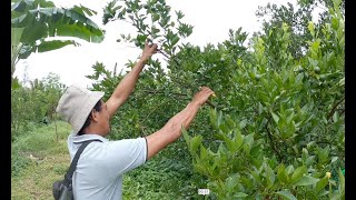 Cara Pemangkasan Jeruk Roda Gila Saat Berbuah