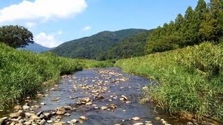 「知内川メタセコイア並木の鮎」＜琵琶湖のコアユ＞【小鮎太郎の水辺観察】