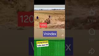VNIndex tiệm cận 1300 và cái kết