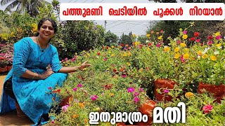 എന്റെ പത്തുമണി എങ്ങനെ ഇത്രയും പൂക്കൾ |How many flowers in my portulaca