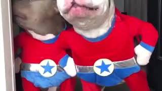 Dogs   Super Heroes