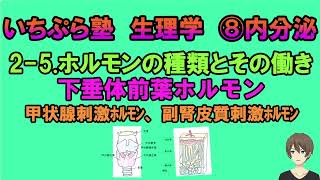 【いちぷら塾】生理学　8 内分泌　2-5 ホルモンの種類とその働き　甲状腺刺激ホルモン　副腎皮質刺激ホルモン