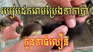 របៀបដករោមប្រែងកូនទាកាប៉ា | ហេតុអ្វីត្រូវដករោមប្រែងចេញ? |