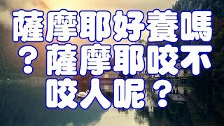 薩摩耶好養嗎？薩摩耶咬不咬人呢？