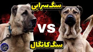 مقایسه قدرت سگ سرابی و سگ کانگال - کدوم سگ قوی تر است؟