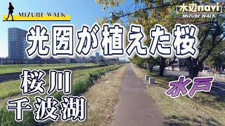 【 桜川 千波湖 水戸 】光圀が植えた桜の桜川と市民親しみの千波湖 ( #水辺ナビ )