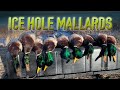 Mallard Limits Over an Ice Hole (Public Land Duck Hunt)