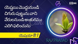 యెష్షయి మొద్దునుండి చిగురు..