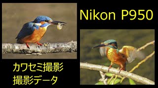 Nikon P950  カワセミ撮影　2000mmの世界　撮影データ付き