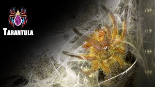 ◎捕鳥蛛捕食記◎【Tarantula predator】南非藍腿巴布Harpactira pulchripes(HP)-寵物