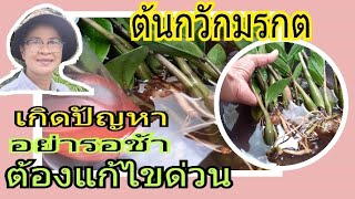 ต้นกวักมรกต วิธีการดูแล แก้ไขเบื้องต้นเมื่อหัวเริ่มฝ่อเน่า|zz plants/นานาพันธุ์ไม้ by นิตยา