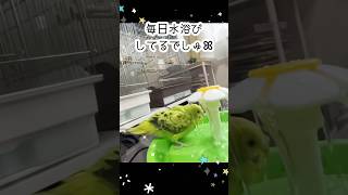 【ほっこり】水浴びが大好き過ぎるセキセイインコのもこちゃん♡  #shorts