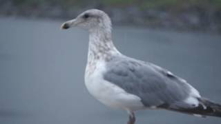 seagull near science world vancouver