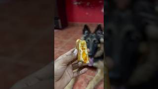 Kastama Iruku akkaa😭💔Mind Voice Ivala Konudalamaa?🤕😫 #germansheherd #youtube #dog #funny #pets