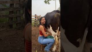 Ordeñando Mi vaquita #merengue #bachata #vacas #ganado #shorts