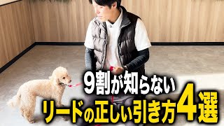 【犬しつけ】9割の飼い主様が知らない正しいリードの引き方4選！【プロドッグトレーナー解説】