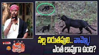 వామ్మో! ఎంత లావుగా ఉంది? | Rare Black Leopard Spotted in Odisha Forests | Mana Telangana TV