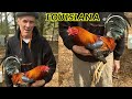 Louisiana Beautiful Birds Big Farm - Farm Visit