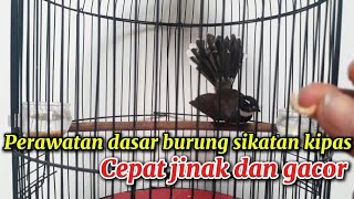 Perawatan burung sikatan kipas agar cepat jinak dan gacor