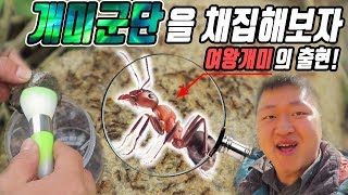 [도깨비] 개미군단을 채집해보자 (여왕개미의 출현!!)