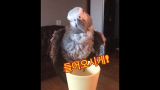 [김루이] 날씨체크하는 앵무새 #회색앵무새 #Grayparrot