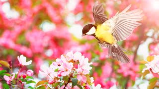 Peaceful Instrumental Music, Relaxing Nature Music " Birds Sing in the Dawn, by Tim Janis