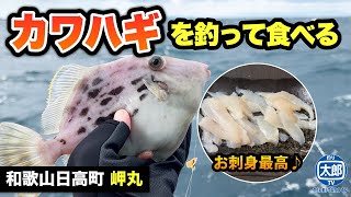 【カワハギ】 初心者でも釣れる「岬丸」でカワハギを釣って食べる！和歌山の釣り船「岬丸」が熱い！ #船釣り #カワハギ #釣り #初心者 #エサ釣り #和歌山釣り