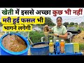 खेती में ऑर्गेनिक कल्चर का जादू | trichoderma viride | Pseudomonas | organic high power culture