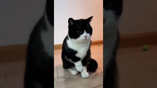 小猫的爪子实在是太可爱了#猫咪 #可爱 #萌宠 #cat #catlover #catlife #catlovers #喵星人 #貓 #cats #catvideos