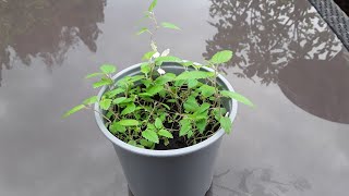 Panama Berry / Strawberry tree ( Muntingia Calabura ), trying to keep delicate seedlings alive