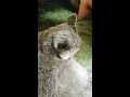 首の体操をする猫（無限ループ動画）：るくさん