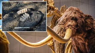 Prehistoric mastodon jaw found in backyard by NY homeowner who spotted teeth sticking up from soil