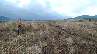 HUNTING QUAILS IN GREECE - ΚΥΝΗΓΙ ΟΡΤΥΚΙΟΥ