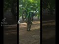 kx250f wheelies high