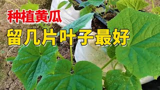 黄瓜几片叶留瓜好？夏季种植，要根据根系生长情况【付老师种植技术团队】